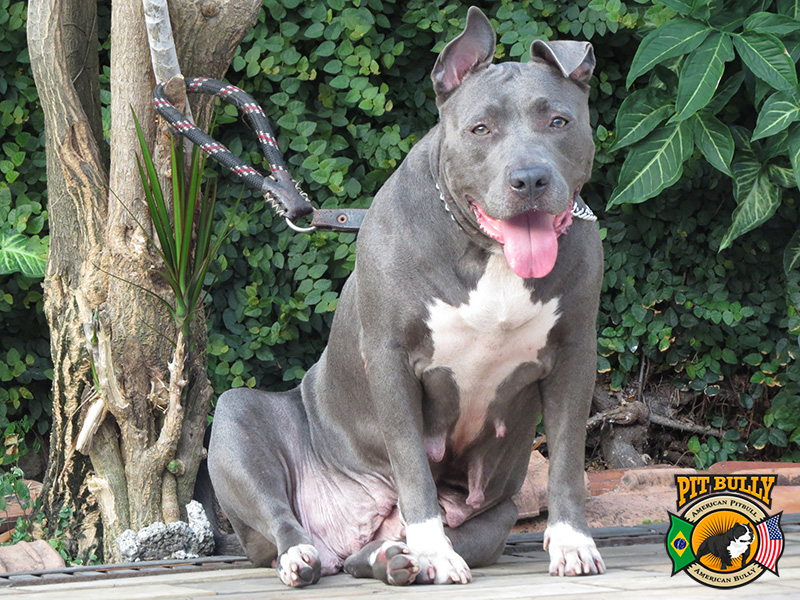 Pitbull Monster Blue 