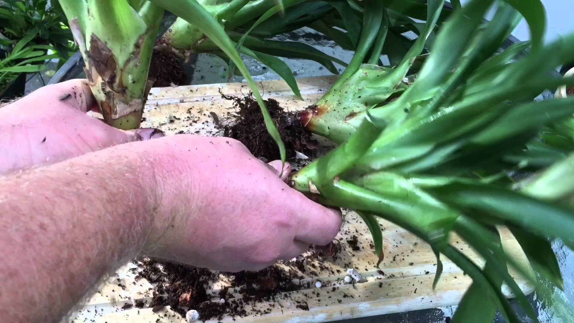 Plantando Bromelia Vriesea