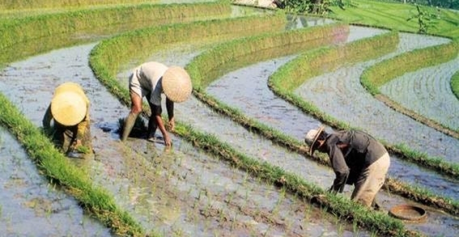 Plantação de Arroz no Japão, na China e no Brasil