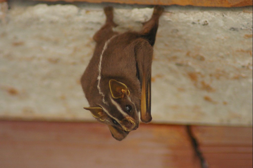 Platyrrhinus Lineatus