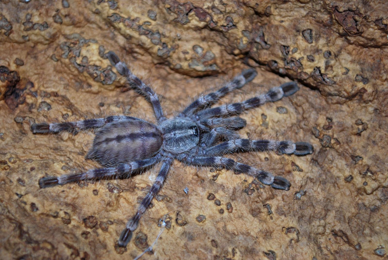 Poecilotheriinae