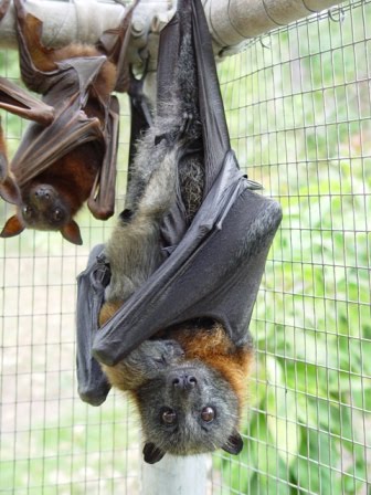 Pteropus Vampyrus no Cativeiro