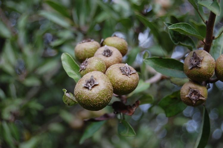 Pyrus Amygdaliformis