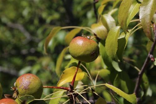 Pyrus Austriaca