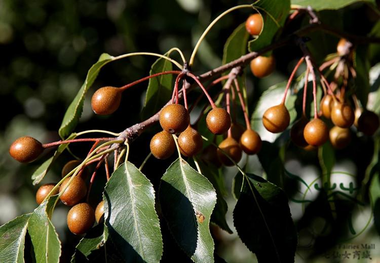 Pyrus Betulifolia