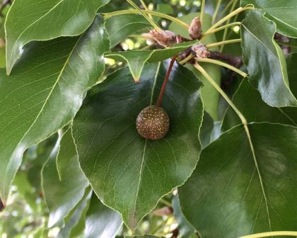 Pyrus Calleryana