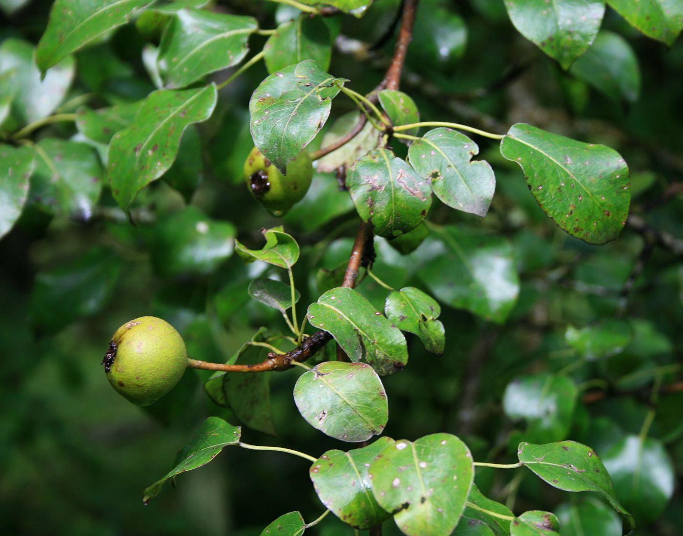 Pyrus Caucasica