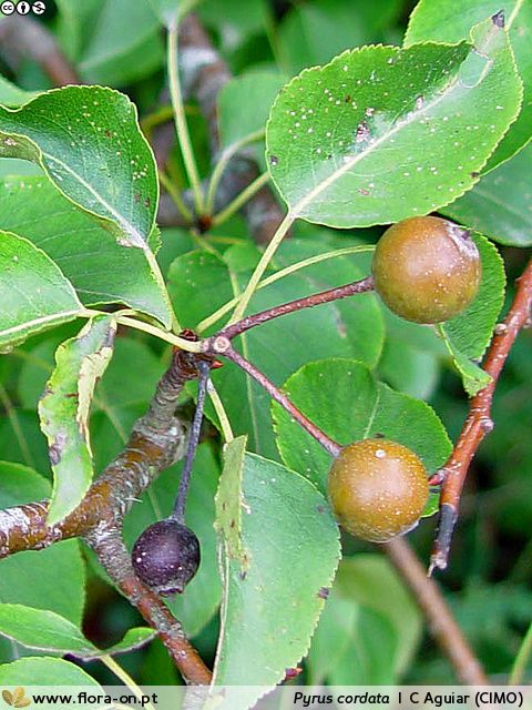 Pyrus Cordata