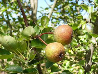 Pyrus Cossonii