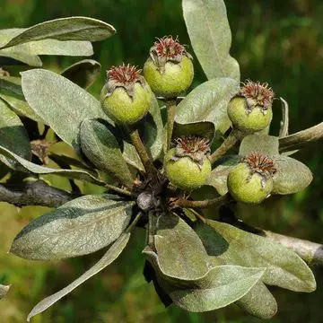 Pyrus Elaeagrifolia
