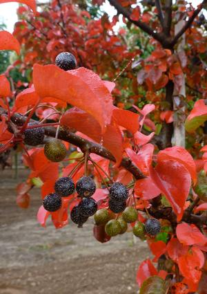 Pyrus Fauriei