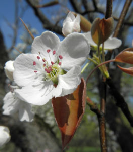 Pyrus Lindleyi