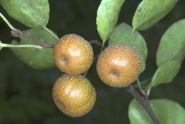 Pyrus Pashia