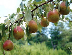 Pyrus Persica