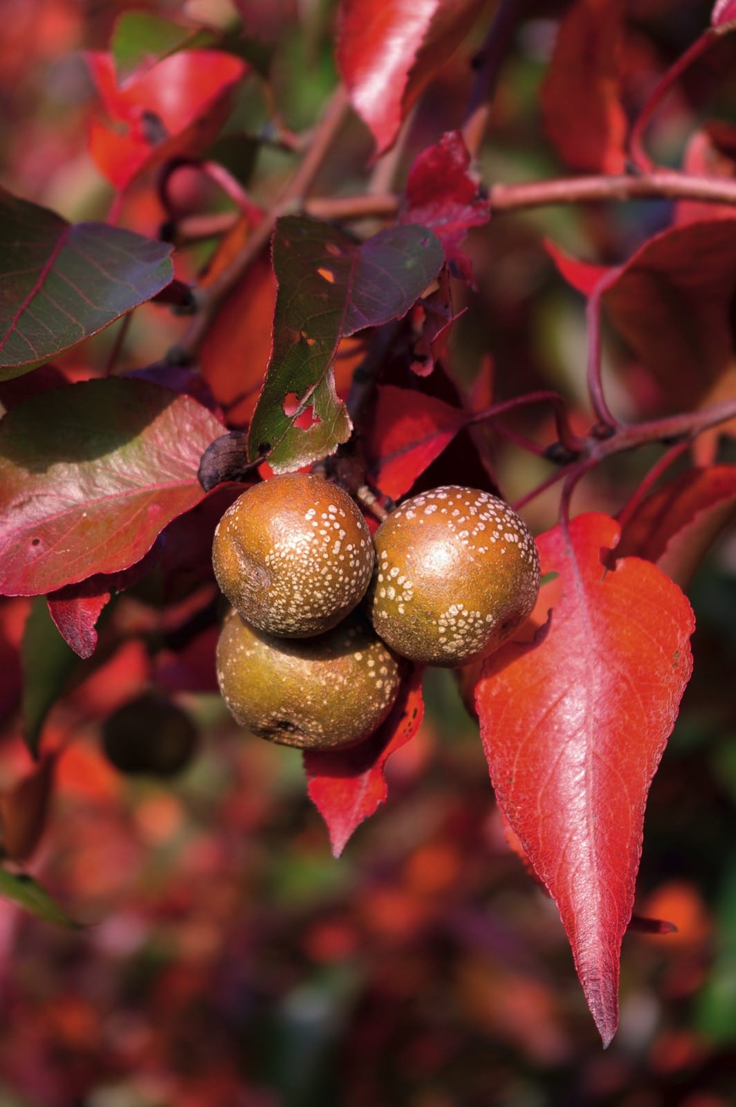 Pyrus Phaeocarpa