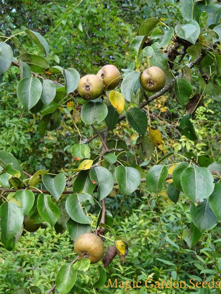 Pyrus Pyraster