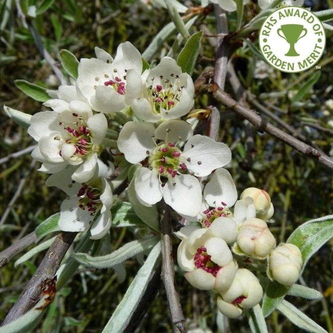 Pyrus Salicifolia