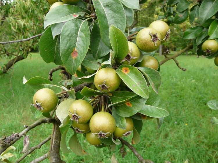 Pyrus Salvifolia