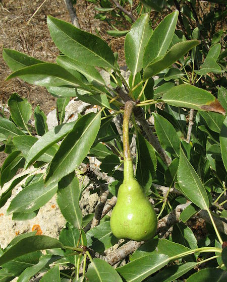 Pyrus Syriaca