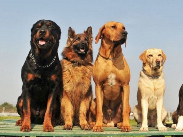 Quatro Cachorros Sentados Juntos