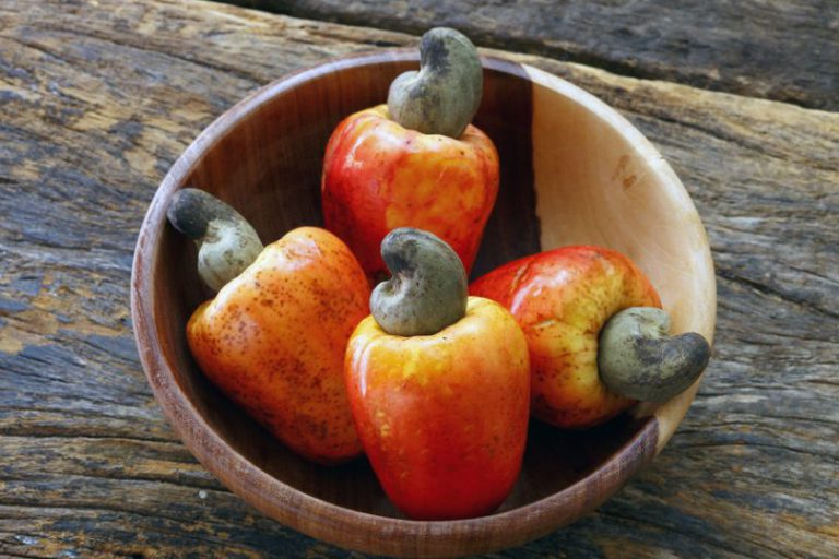 O Que Fazer Para O Cajueiro Dar Frutos? Mundo Ecologia