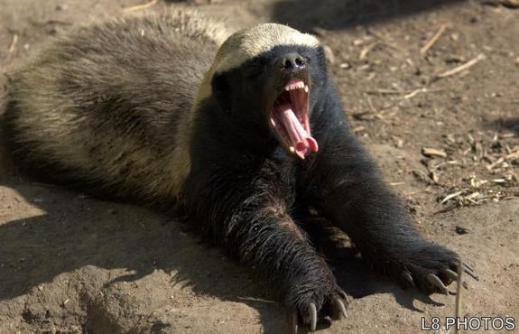 Ratel Fotografado de Boca Aberta 