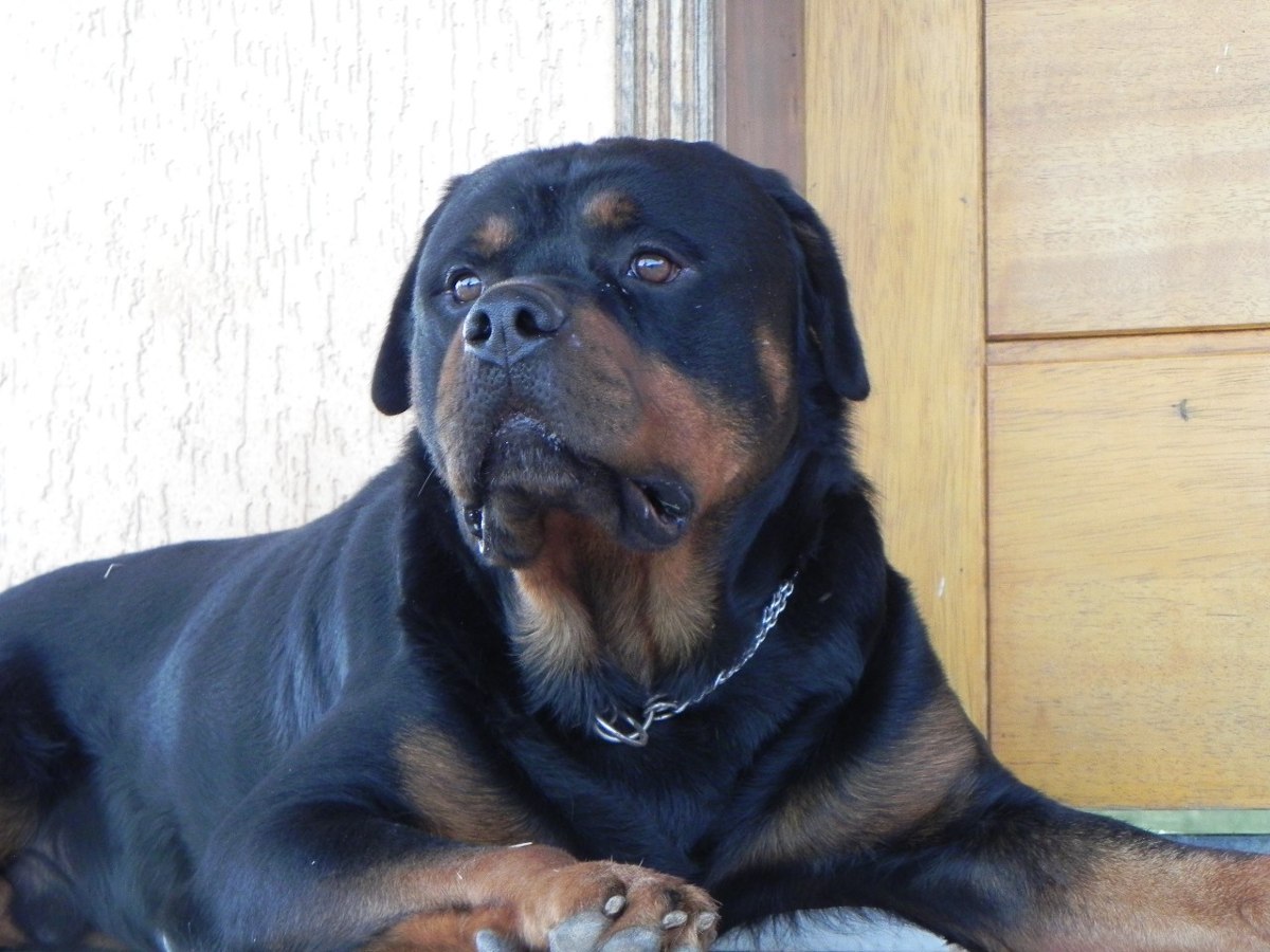 Rottweiler Alemão