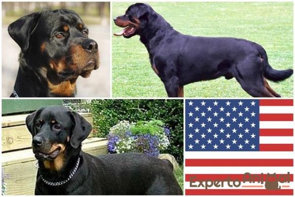 Rottweiler Americano