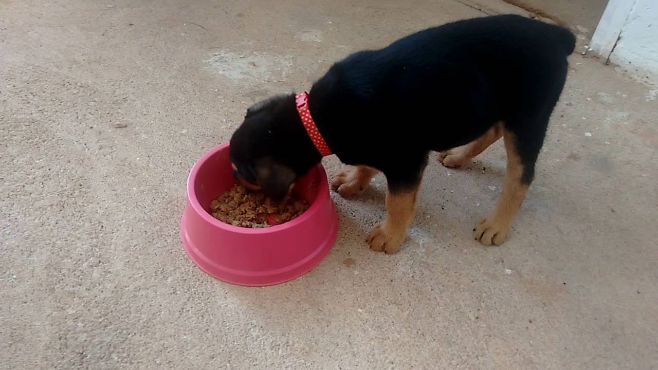 Rottweiler Comendo 