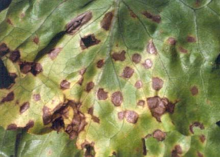 Septoria Lactucae