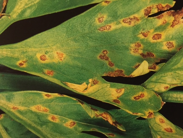 Septoria