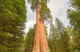 Sequoia no Meio da Floresta