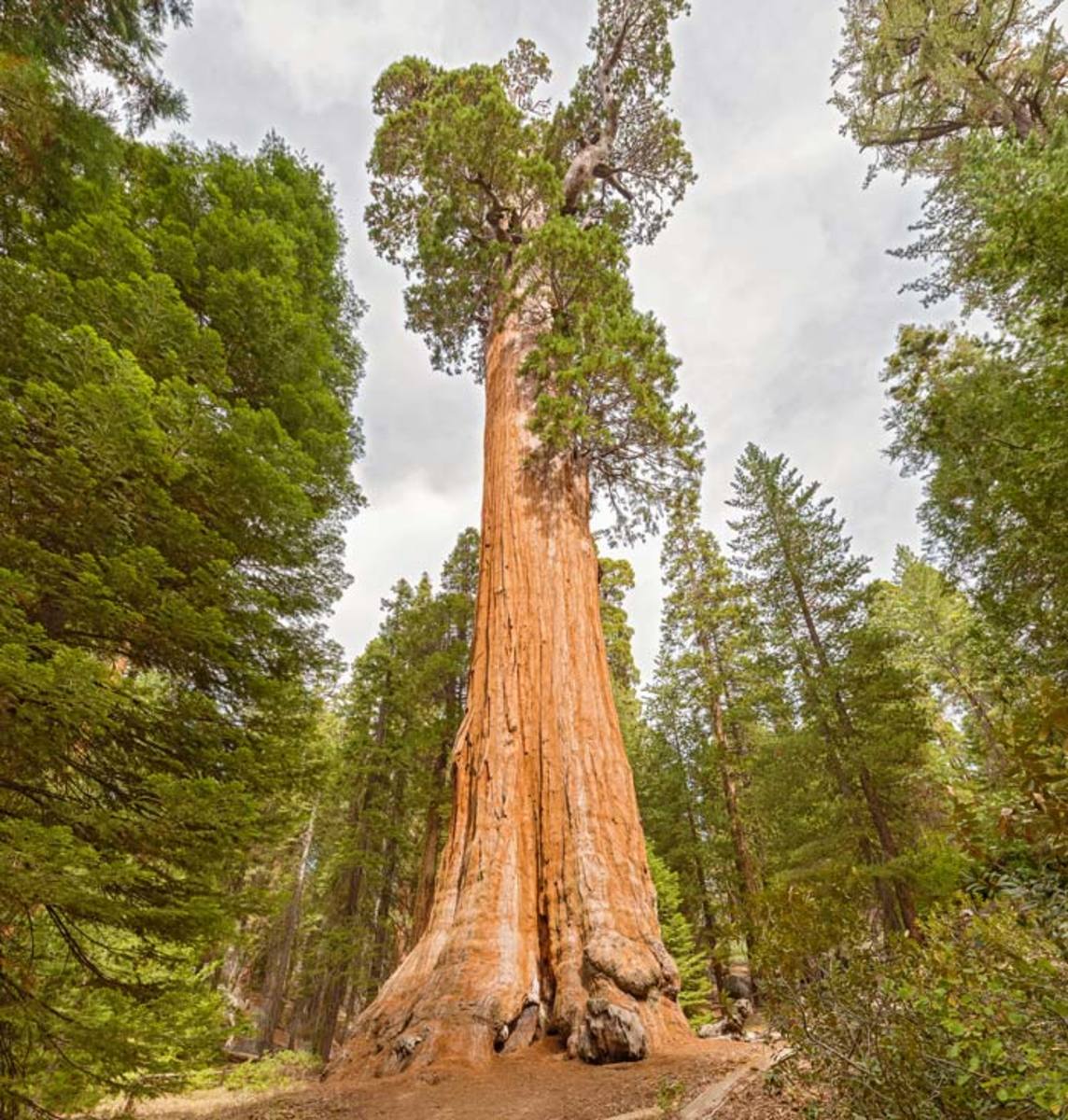 Sequoia no Meio da Floresta