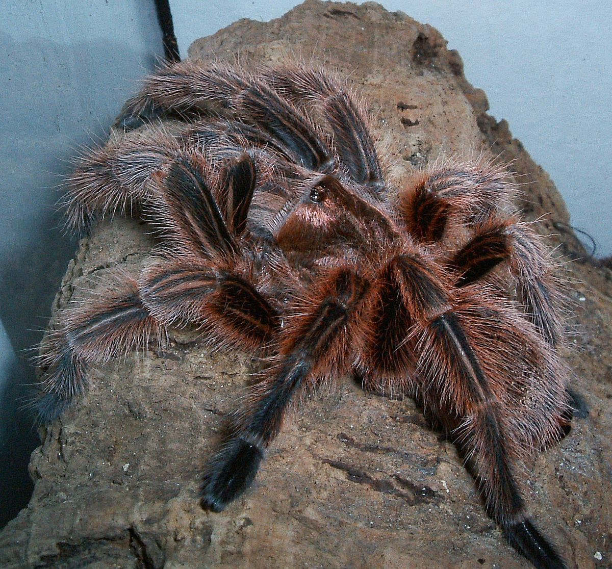 Tarântula Rosa Chilena É Venenosa? Características E Nome Cientifico ...