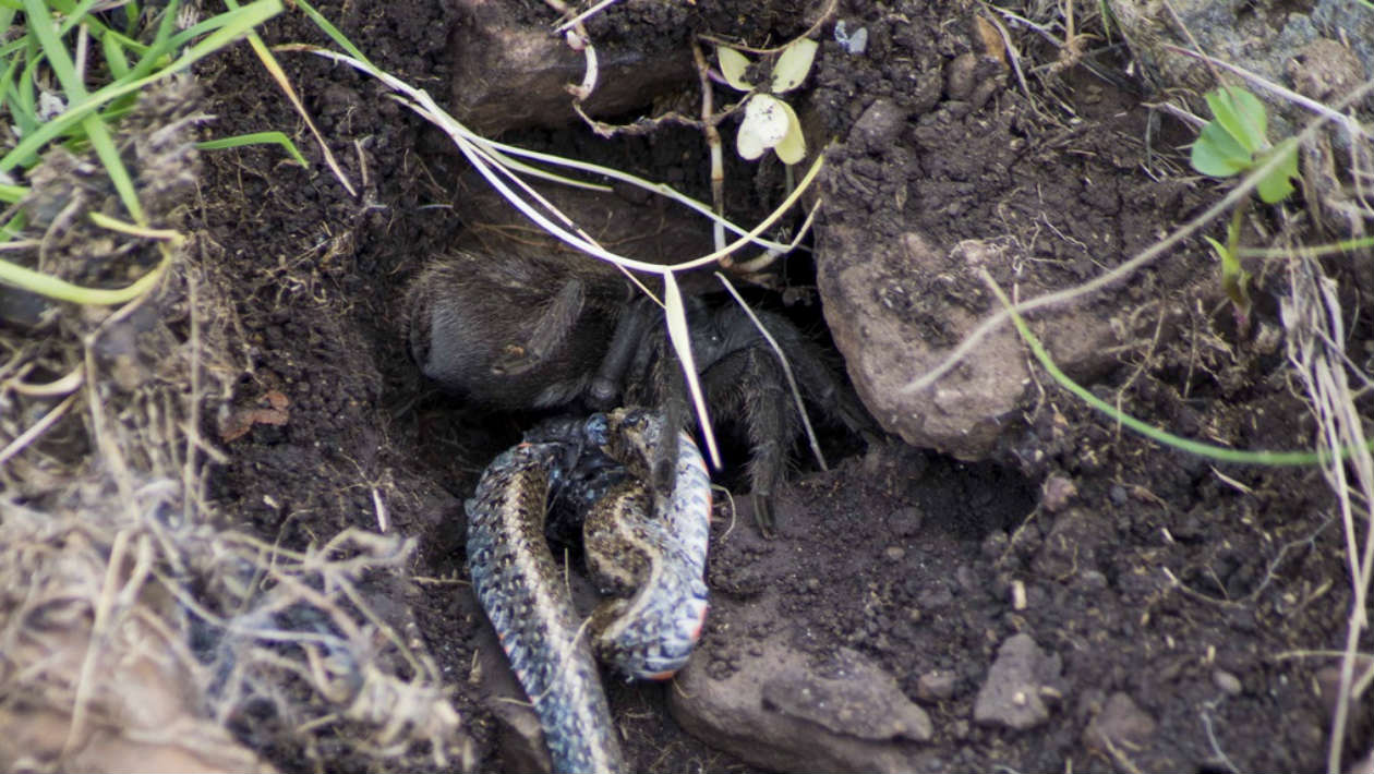 Tarântula Devorando uma Cobra