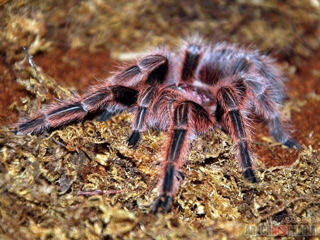 Tarântula Rosa Chilena Andando no Chão