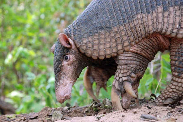 Tatu-Canastra Priodontes: Características, Filhotes e Fotos