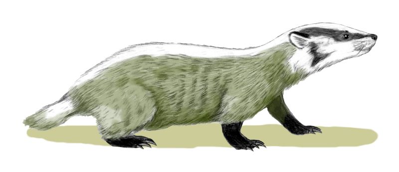 Texugo Chamitataxus Avitus
