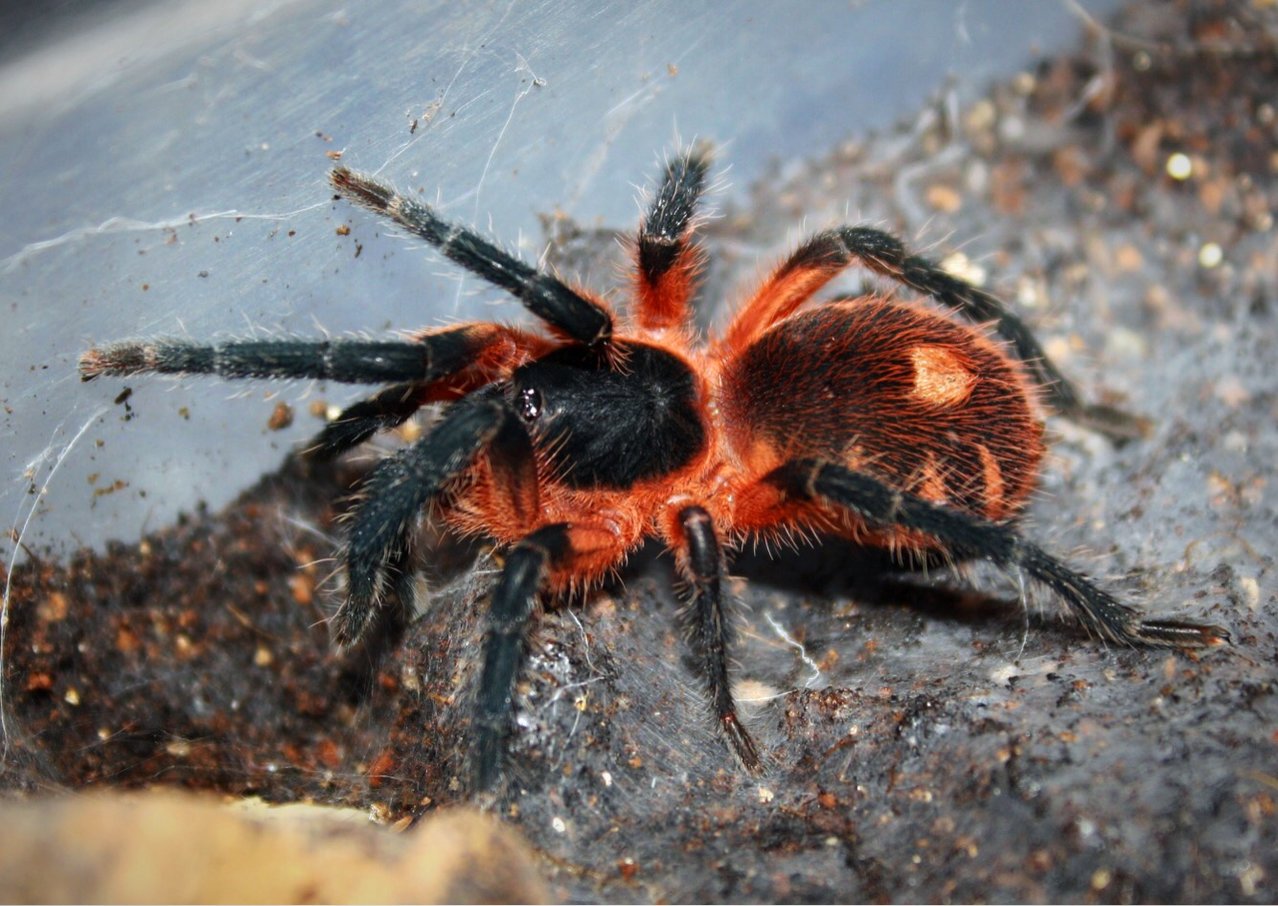 Aranha : Aranha Armadeira (Phoneutria) 