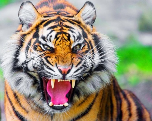 Maiores Felinos do Brasil e do Mundo