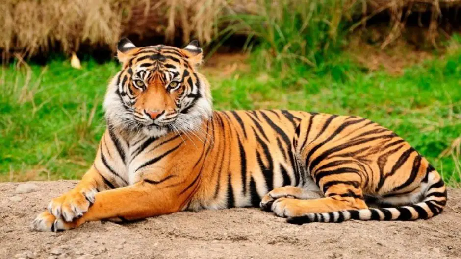 Tigre de Bengala Deitado em Uma Pedra
