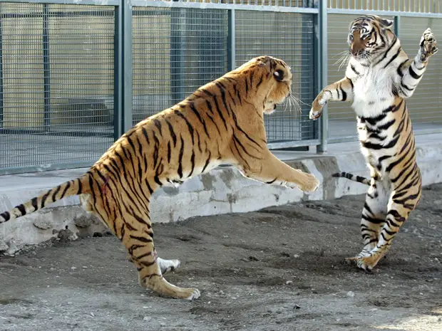 Tigres-Do-Sul-Da-China, Brincando em Um Centro de Reprodução