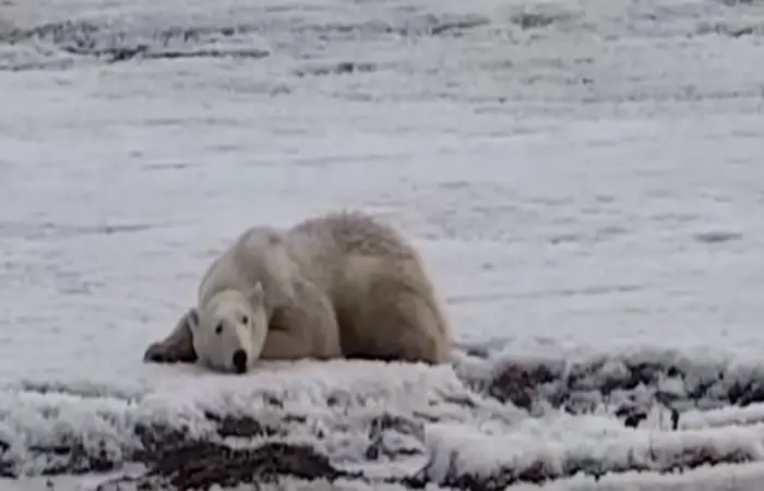 Urso Polar Deitado na Neve