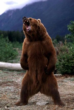 Diferenças e Semelhanças do Urso-Pardo e Urso-Cinzento | Mundo Ecologia