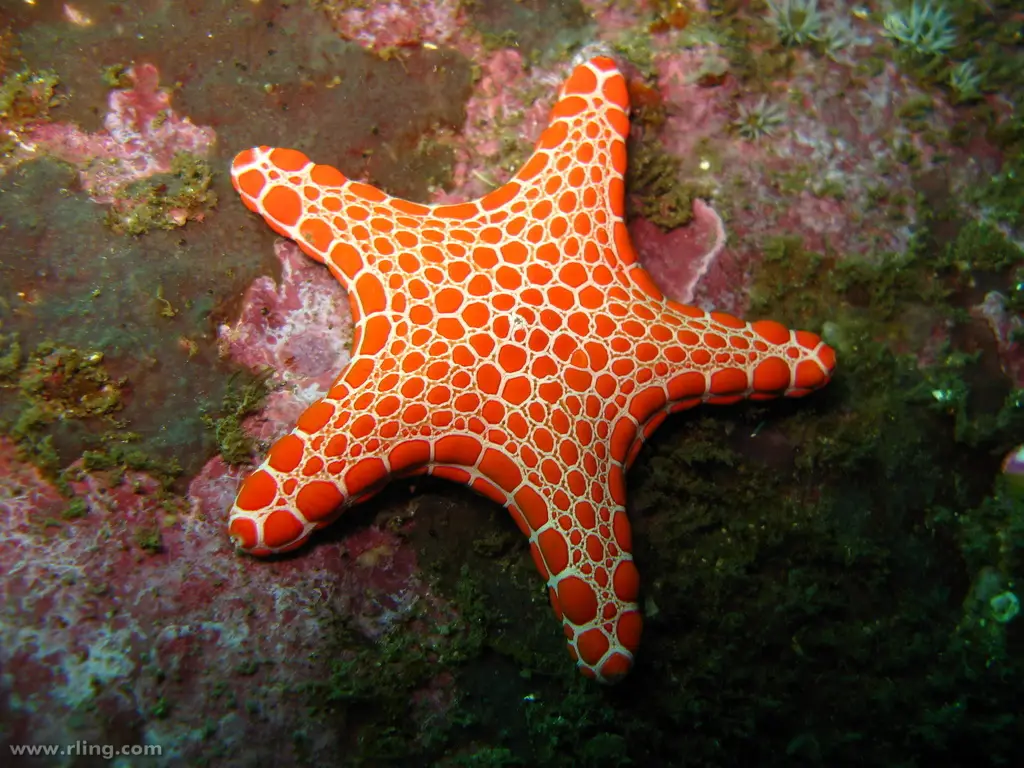 Рост морской звезды. Вальватиды морские звезды. Иглокожие морские звезды. Офидиастериды иглокожие. Морские обитатели морская звезда.