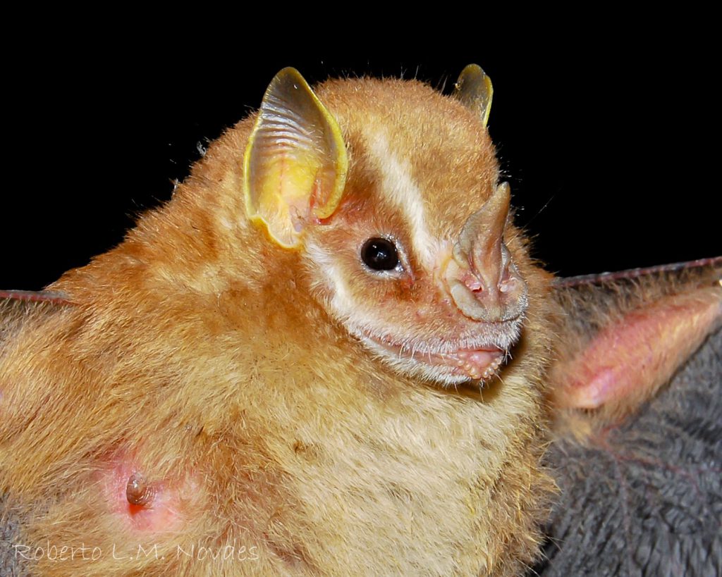 Vampyressa Pusilla