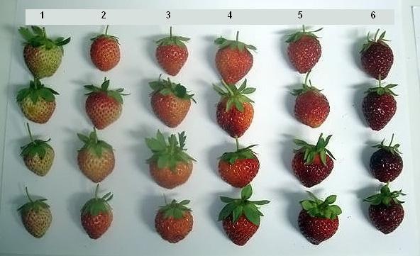 Tipos e Variedades de Morango no Brasil e no Mundo