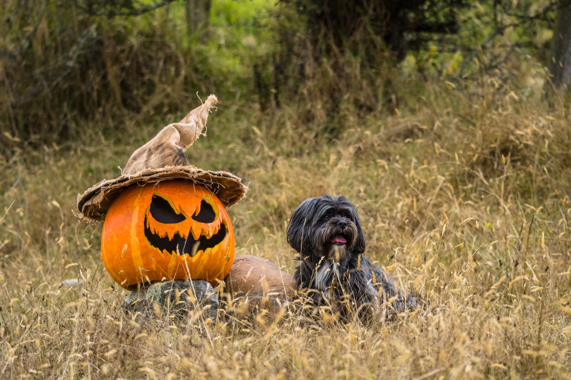Como saber se o Lhasa Apso é puro: cão da raça com pelagem longa e densa