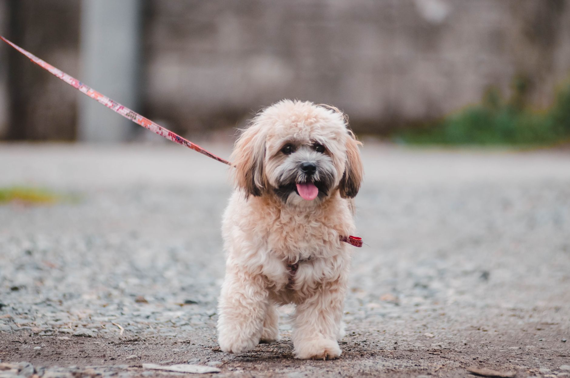Lhasa Apso deitado mostrando a pelagem longa e o focinho reto da raça