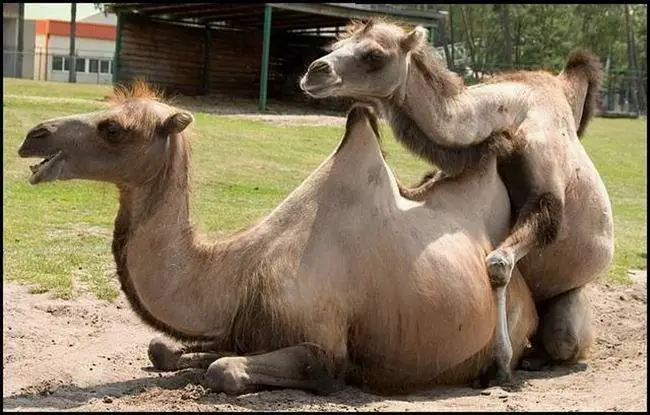 Acasalamento do Camelo 